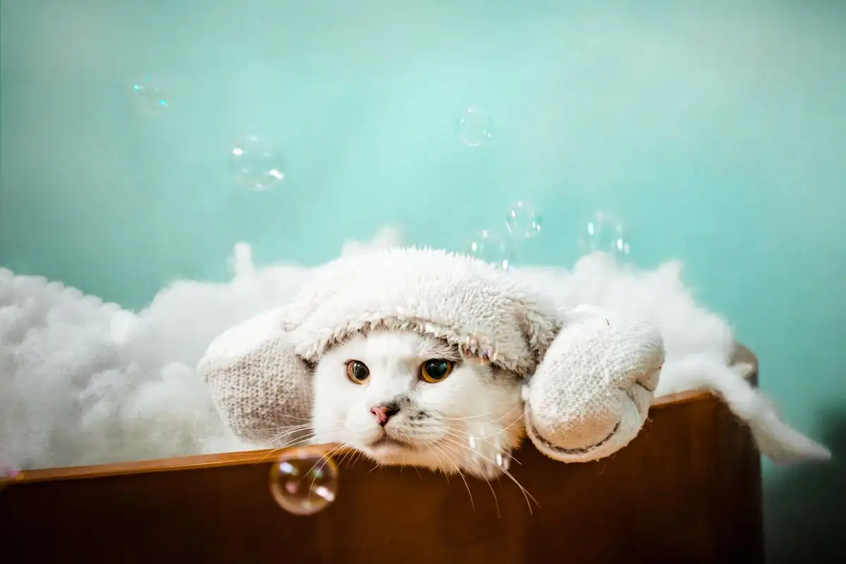 How to Bathe a Cat That Hates Water Without Injury