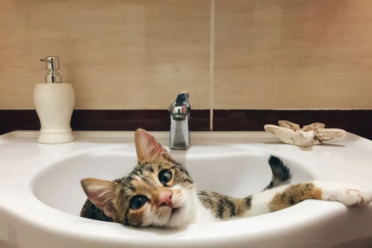 How to Bathe a Cat Safely and When to Skip the Water