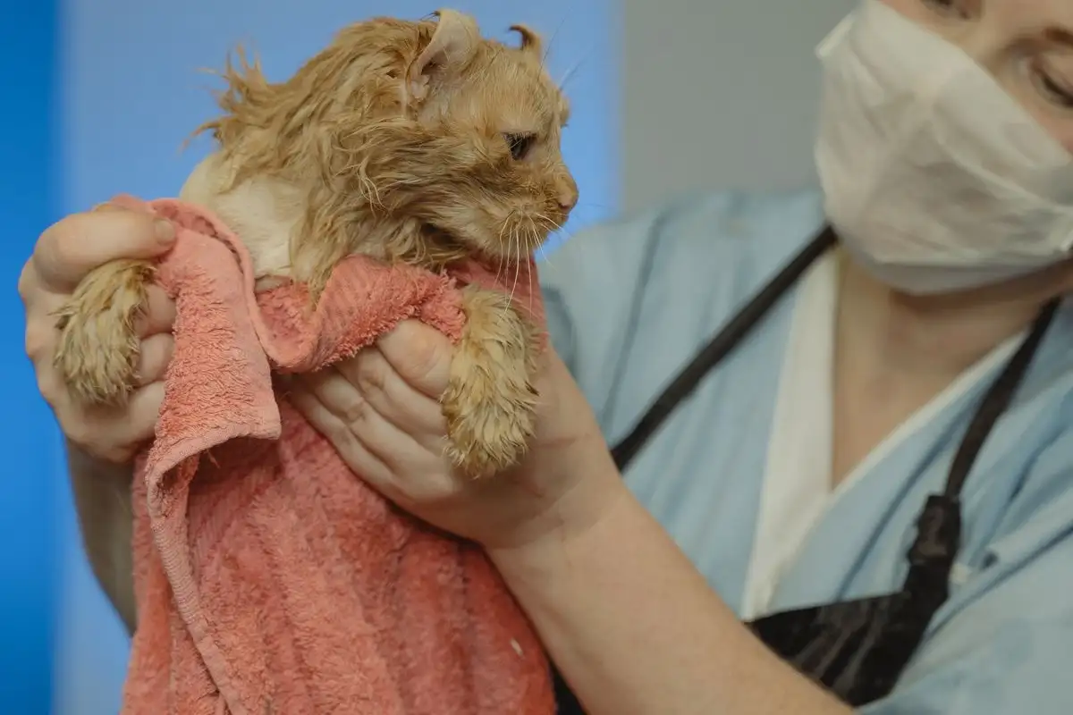 Bathing a Cat at Home, Step by Step From Prep to Dry