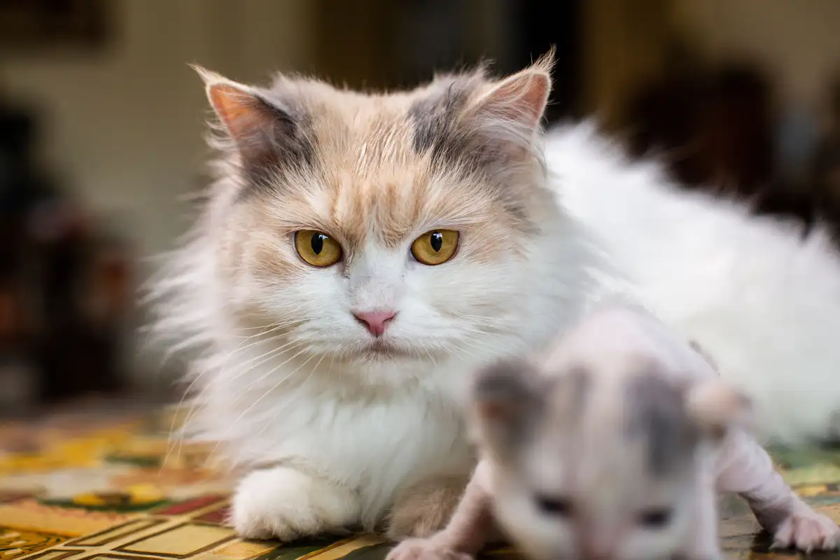 For Busy Families, the Cat Care Chores That Slip First