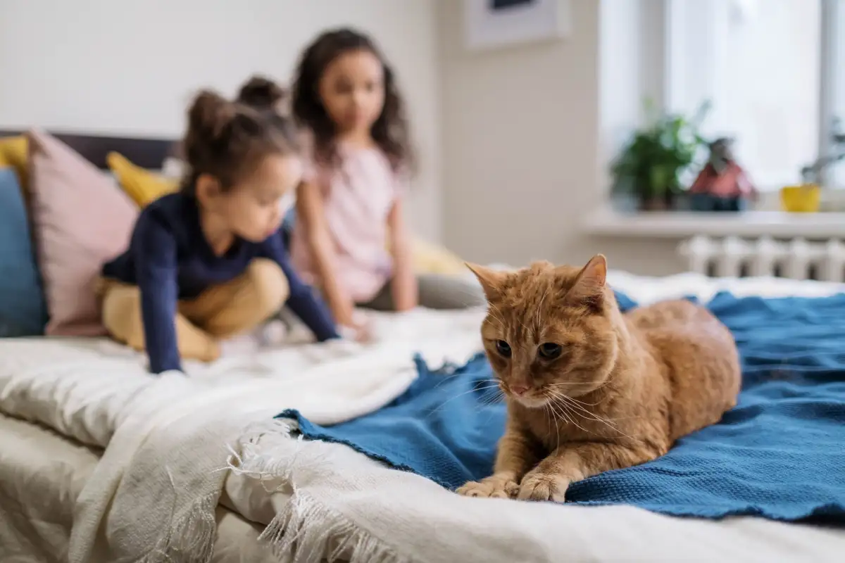 Will This Cat Actually Fit Your Home, Kids, and Other Pets?