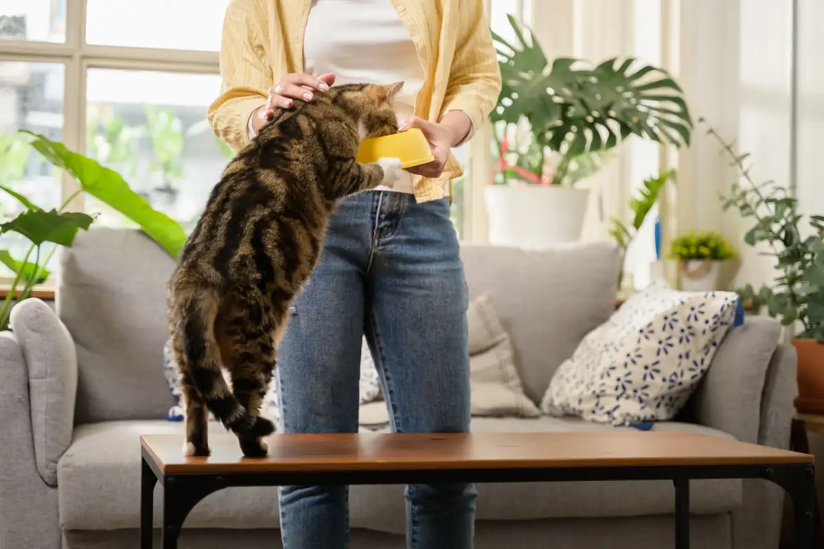 The Cat Diet Question Most Owners Never Ask Their Vet