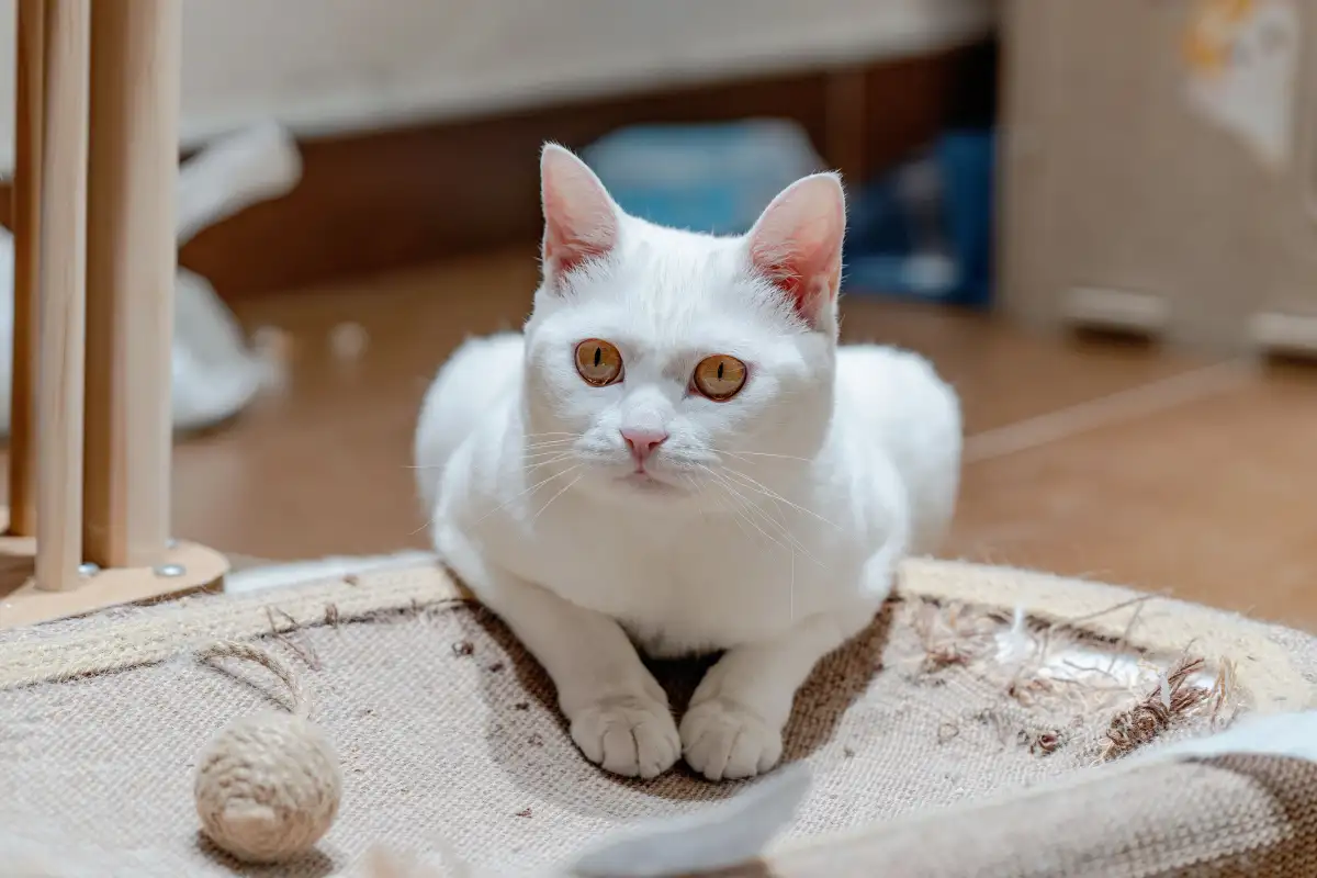 Your Cat's Scratching Isn't Spite and How to Redirect It