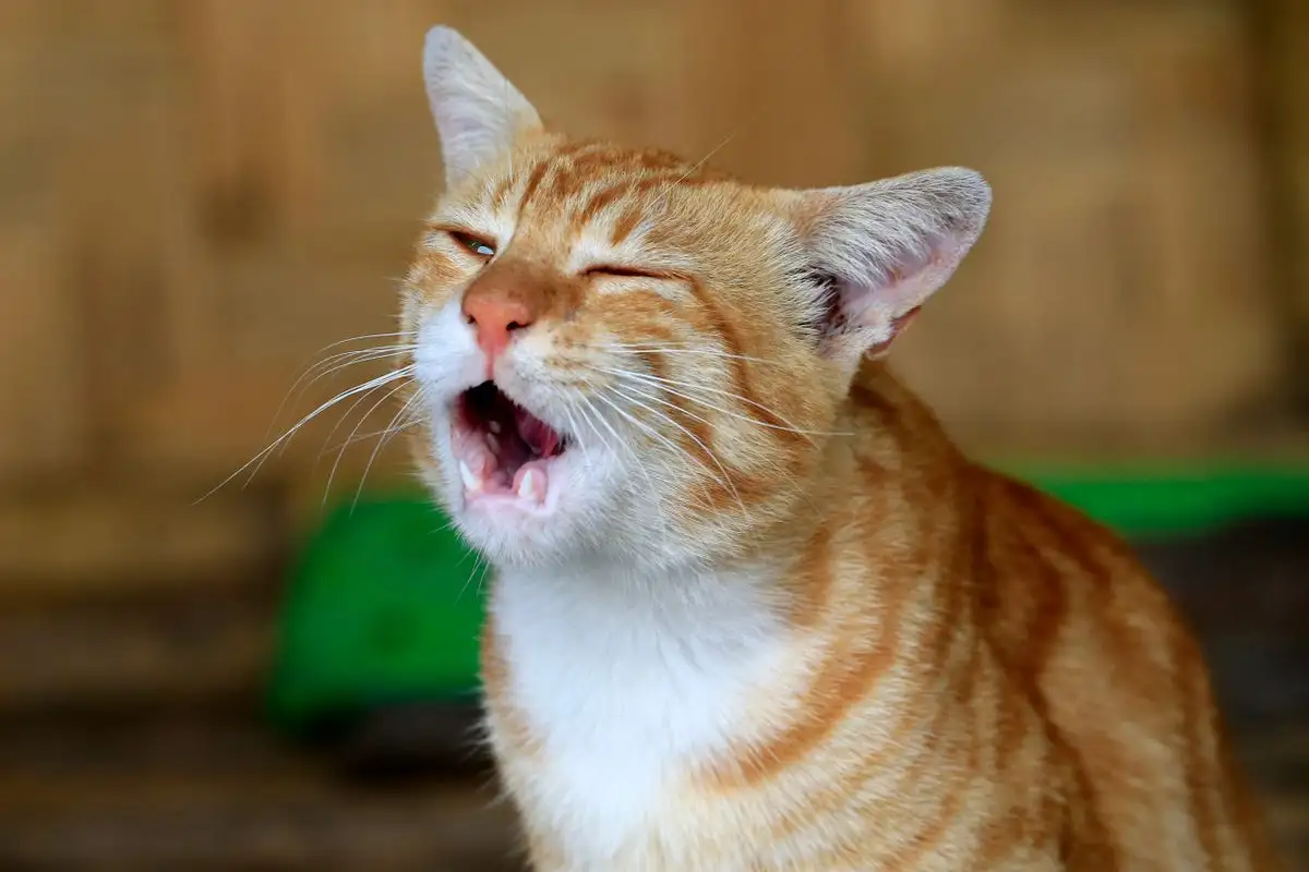 Your Cat's Snorting Fit Is Reverse Sneezing, Not a Sneeze