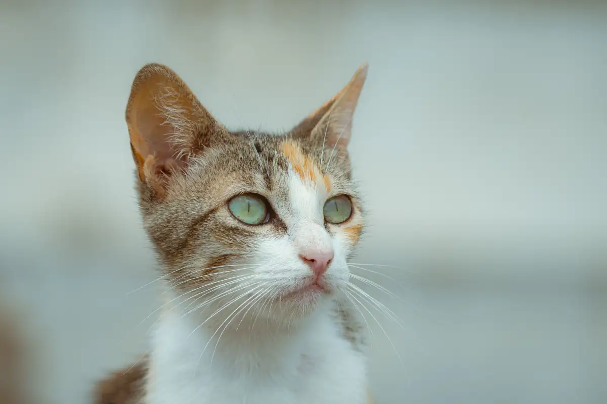 What a Cat's Ears, Tail, and Purr Tell You Before Choosing