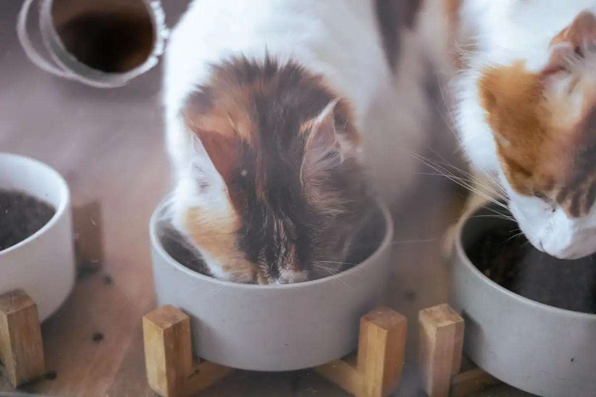 Why Your Cat's Food Format Matters More Than You Think