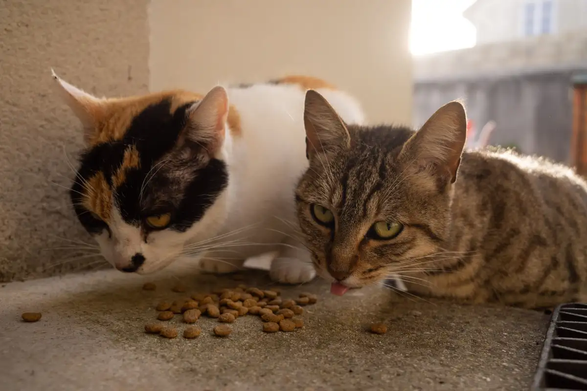Why Dry Food Alone Rarely Meets a Cat's Water Needs