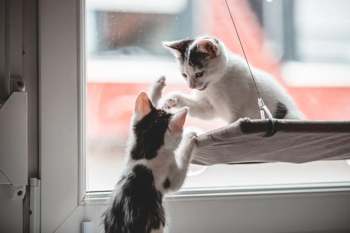 How to Enrich Your Indoor Cat's Environment and Why