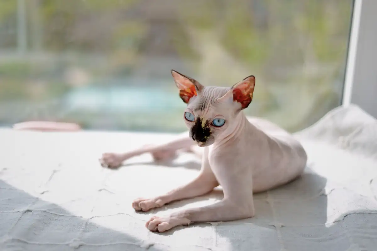 Do Hairless Cat Breeds Really Cause Fewer Allergies?