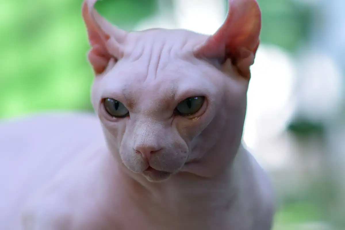 Hairless Cats Don't Shed, but Their Skin Care Isn't Optional