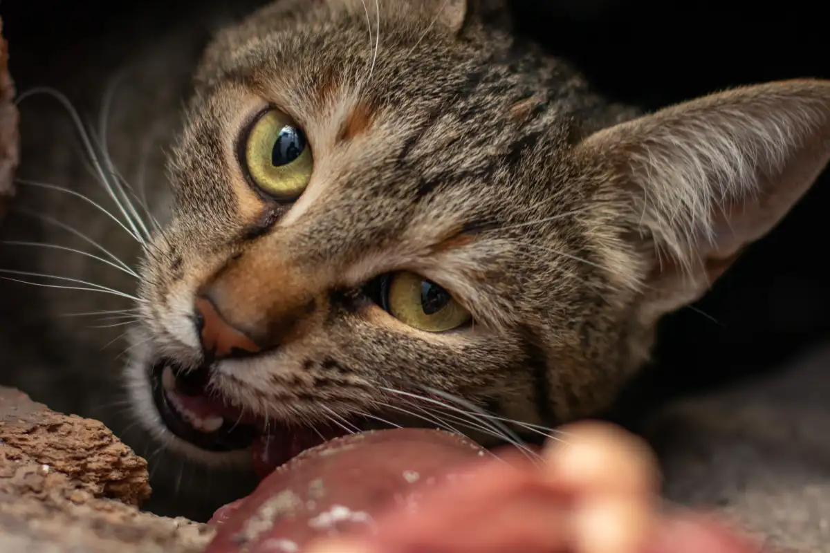 What Health Agencies Check Before Raw Diets Get a Pass