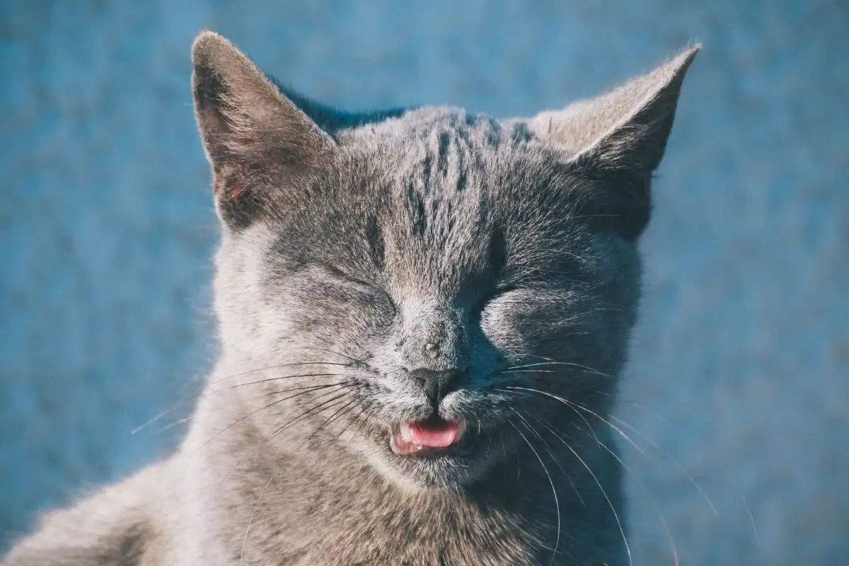 How Vets Tell a Harmless Cat Sneeze From a Warning Sign