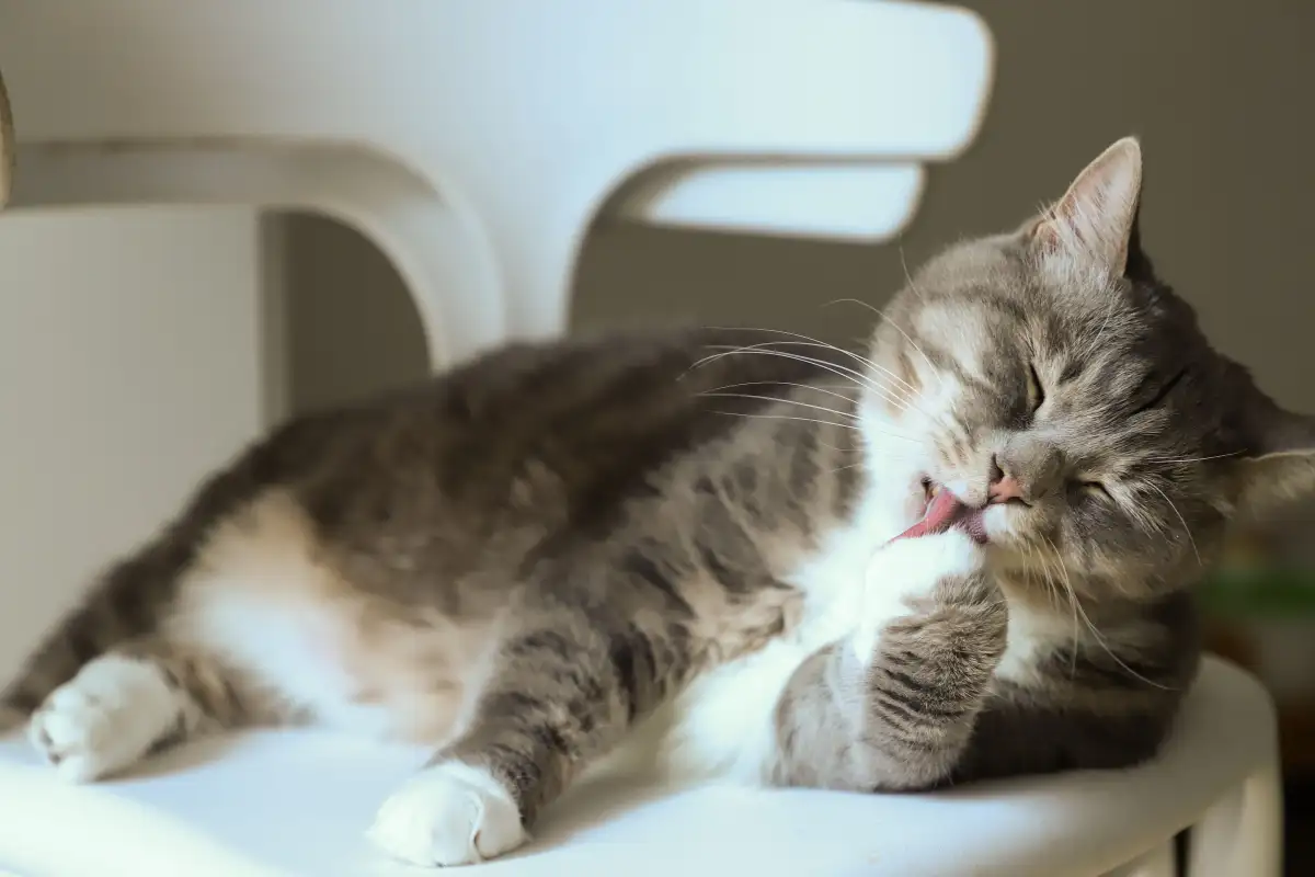 How to Keep a Cat Clean Without Ever Giving a Bath