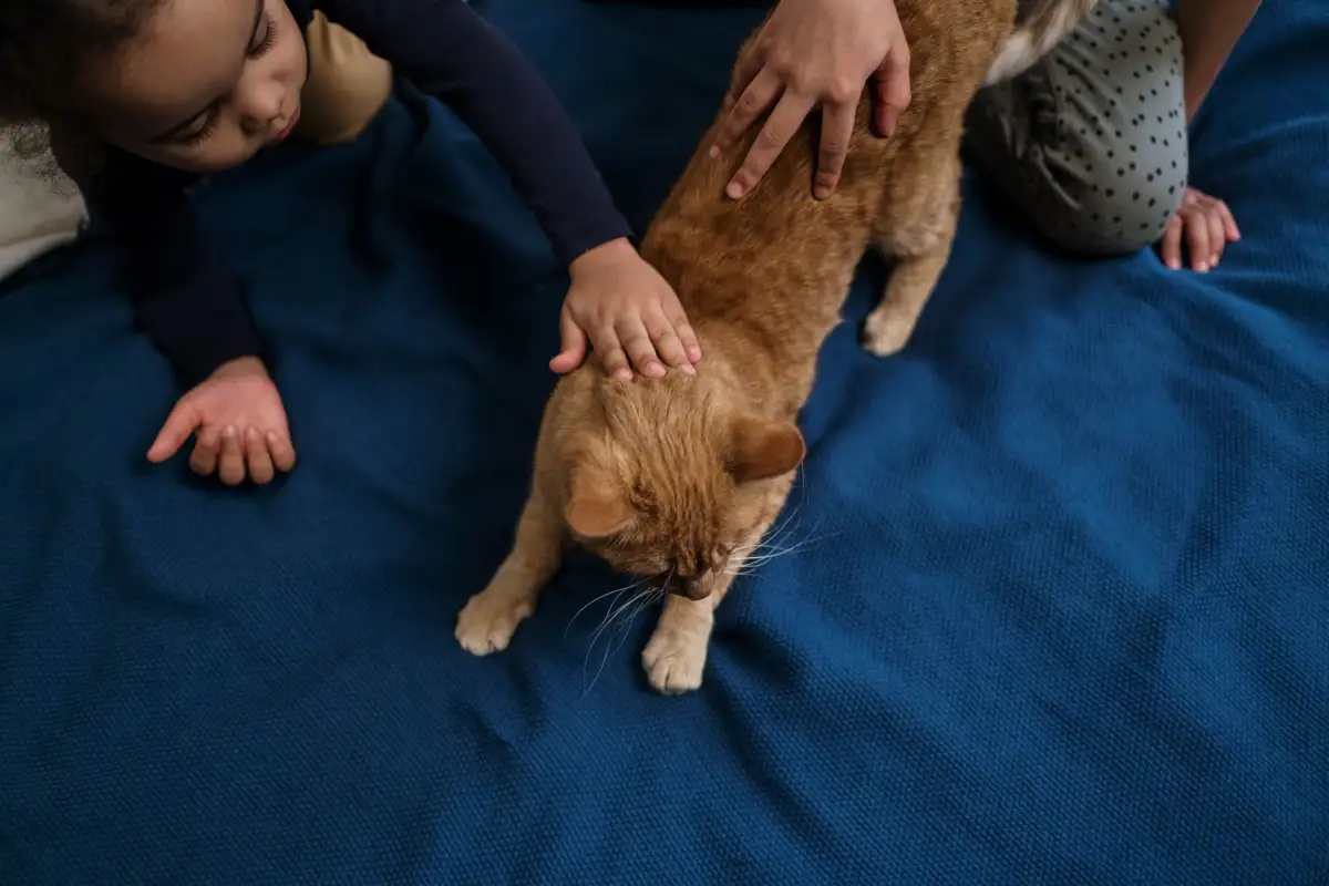 Kids Can Learn to Handle a Cat Gently, Even After a Scratch