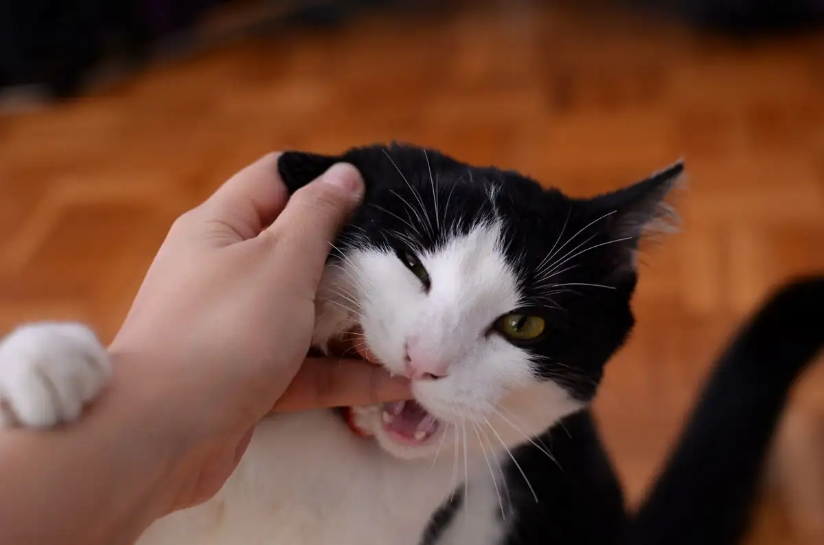 A Kitten That Bites Hands Can Still Learn a Soft Mouth