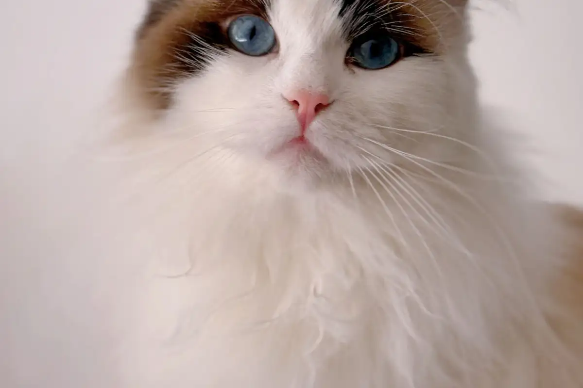 Longhaired Cat Grooming Is More Work Than You Expect