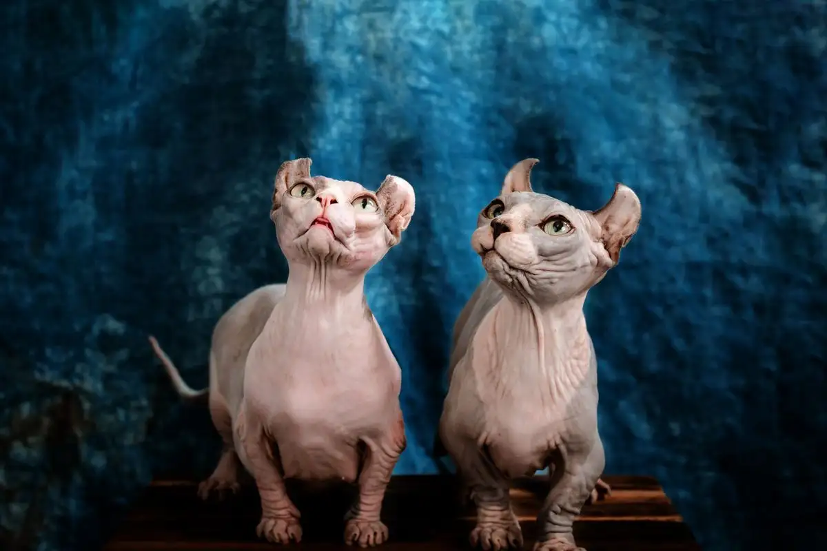 Do Longhaired and Hairless Cats Need Different Care?