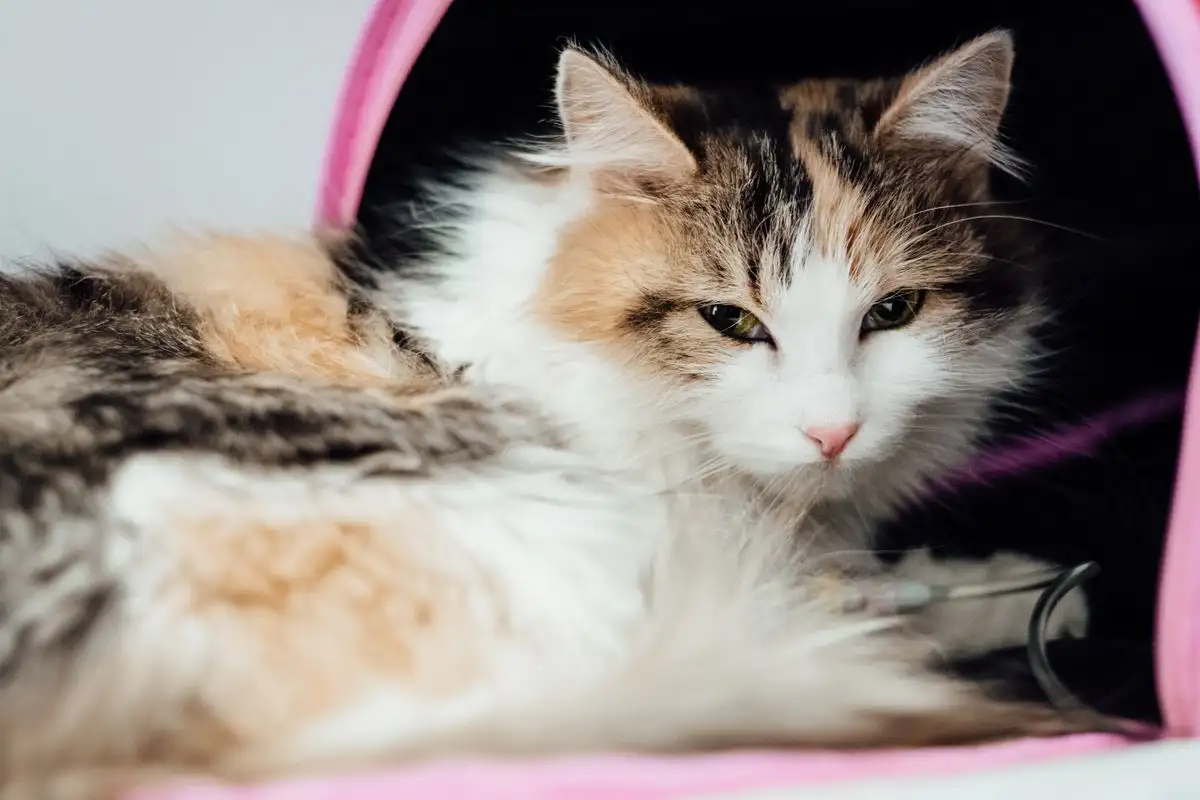 How to Make a Sick Cat Comfortable at Home Without Guesswork