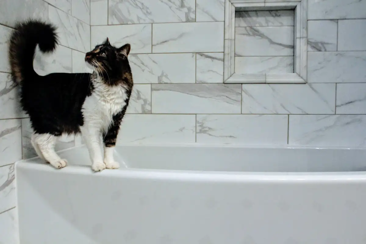 Most Cats Don't Need Baths — Here's What They Do Need
