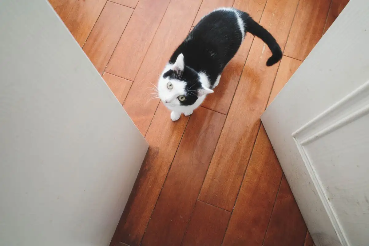 A New Cat Can Learn the Litter Box One Room at a Time