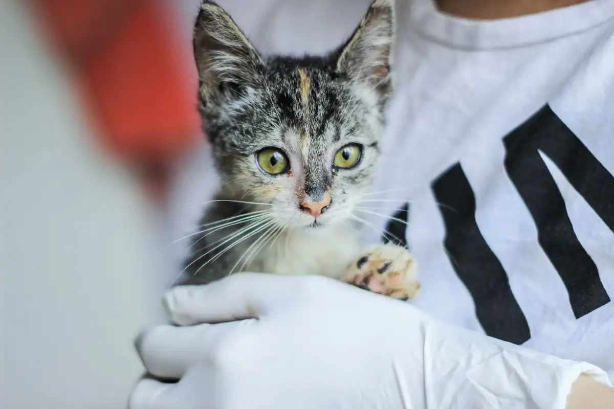 New Kitten Sneezing? What Fosters Watch in the First Weeks