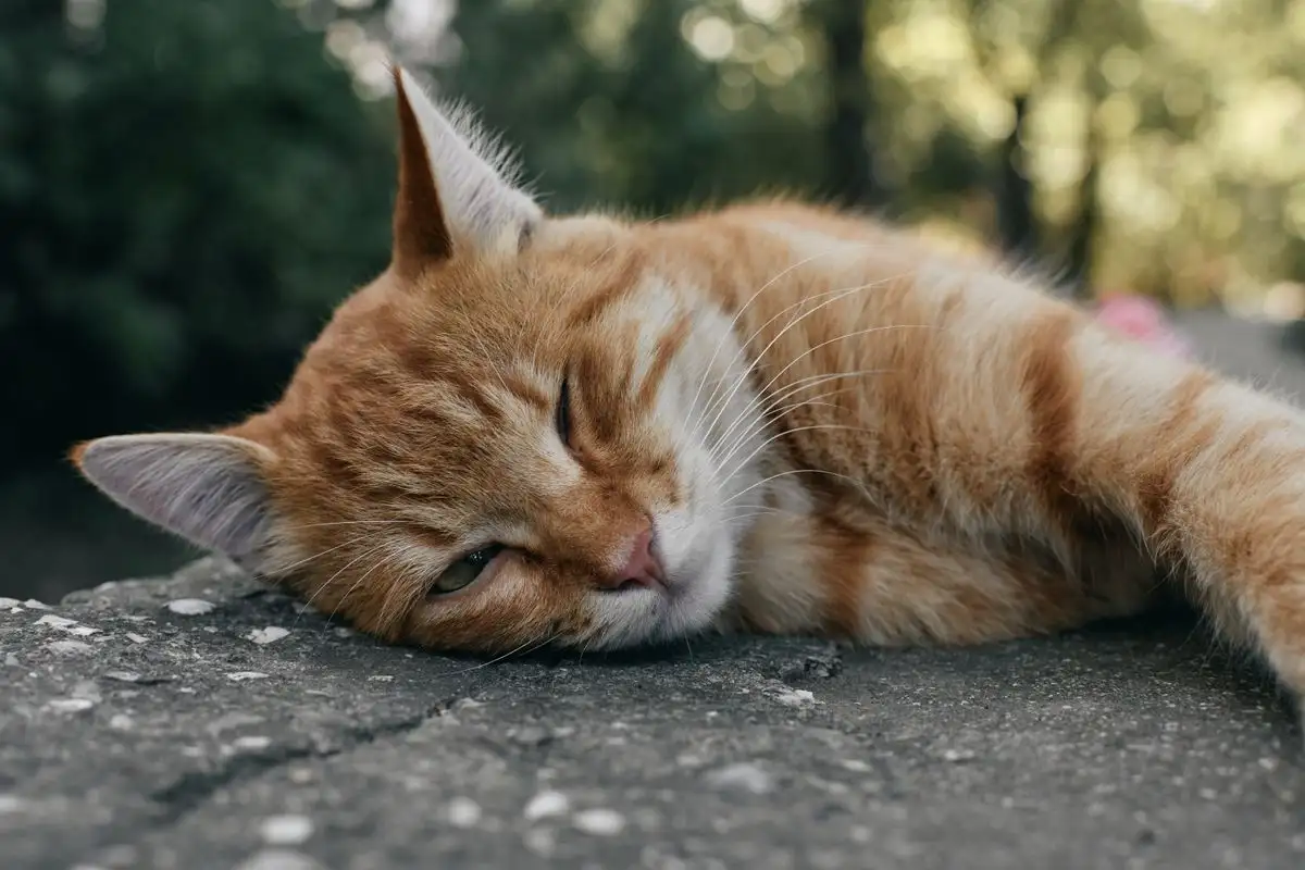 What You Risk by Waiting on Quiet Cat Pain Signals