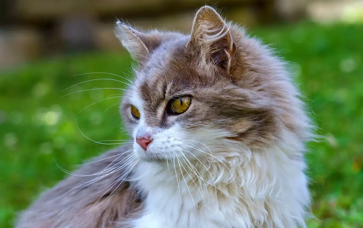How Senior Cat Care Changes at Ten and What to Adjust