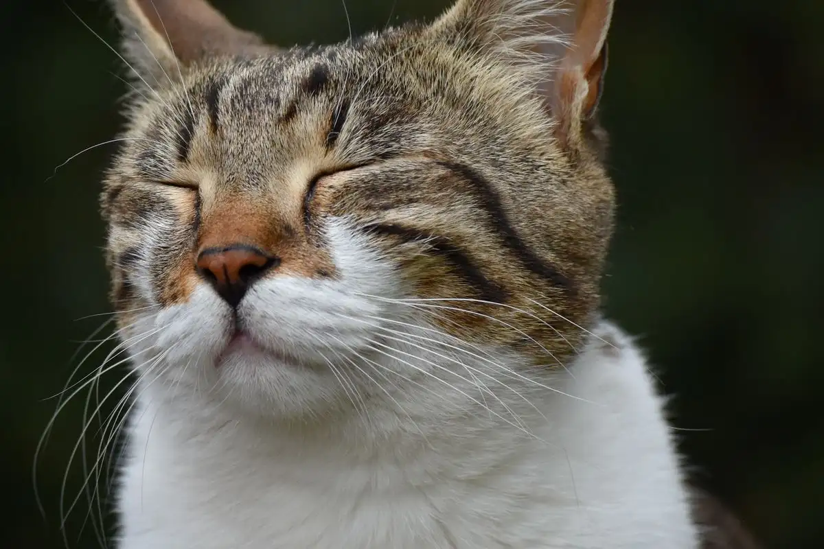 The Sign Owners Miss When a Cat Sneezes With Runny Eyes