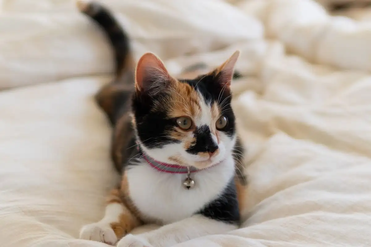 The 3 Zones a Family Home Needs Before the Cat Arrives