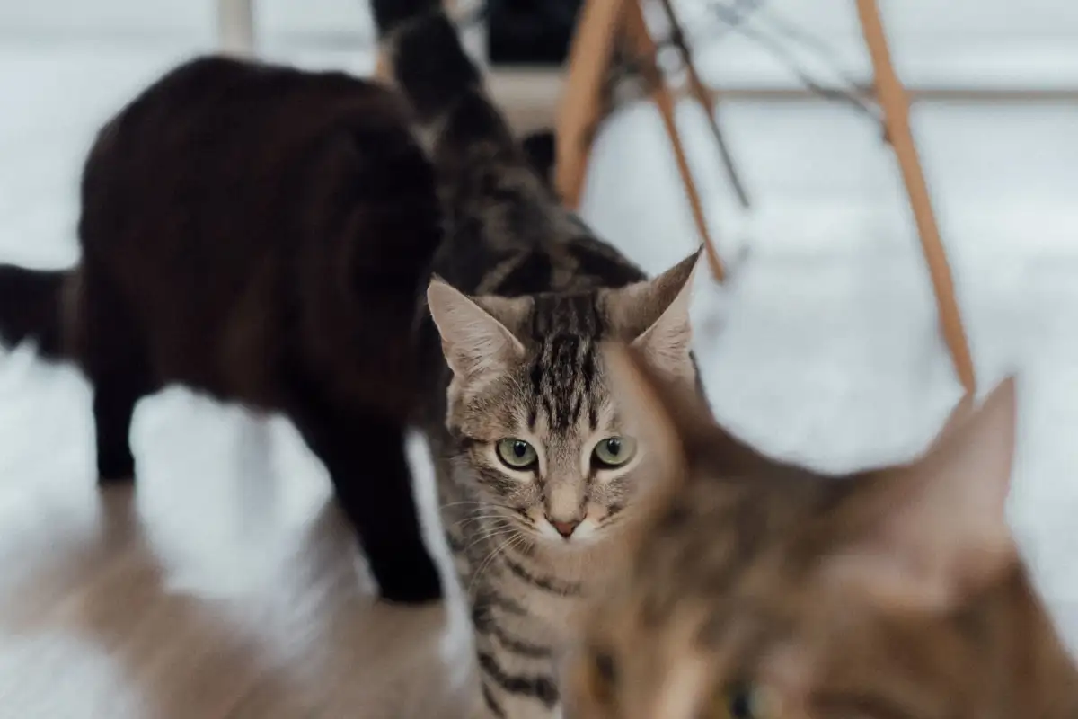 How to Train Your Cat with Positive Reinforcement at Home