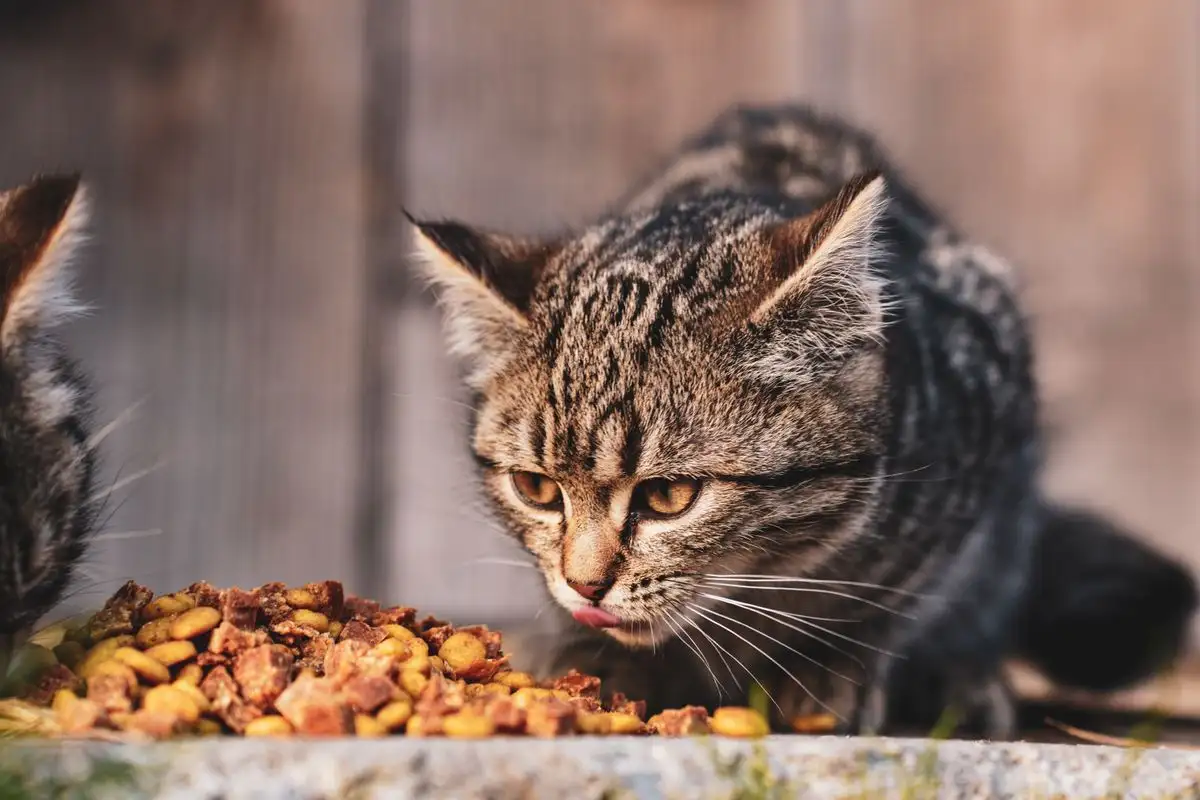 The Feline File - Cat breeds, health & care guides