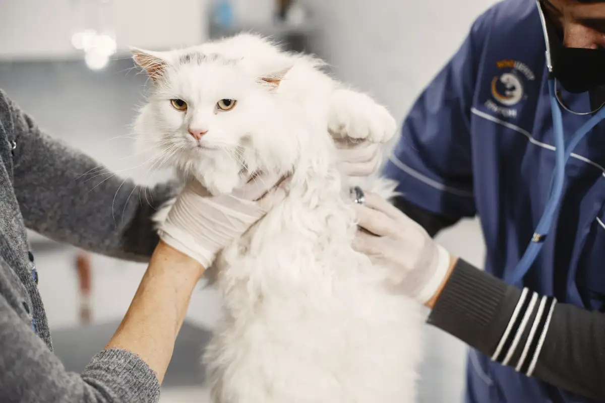 What Vets Check When Your Cat Sheds More Than Usual