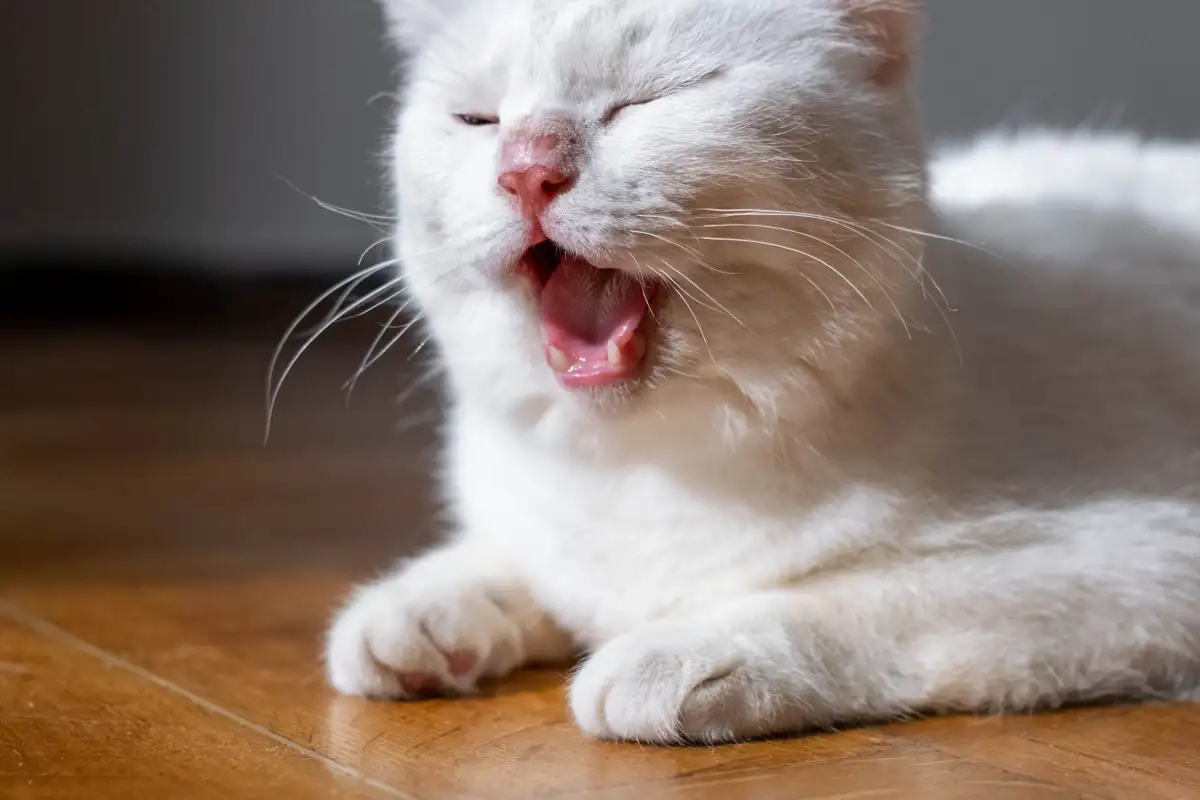 Why Vets Take One-Sided Cat Sneezing More Seriously