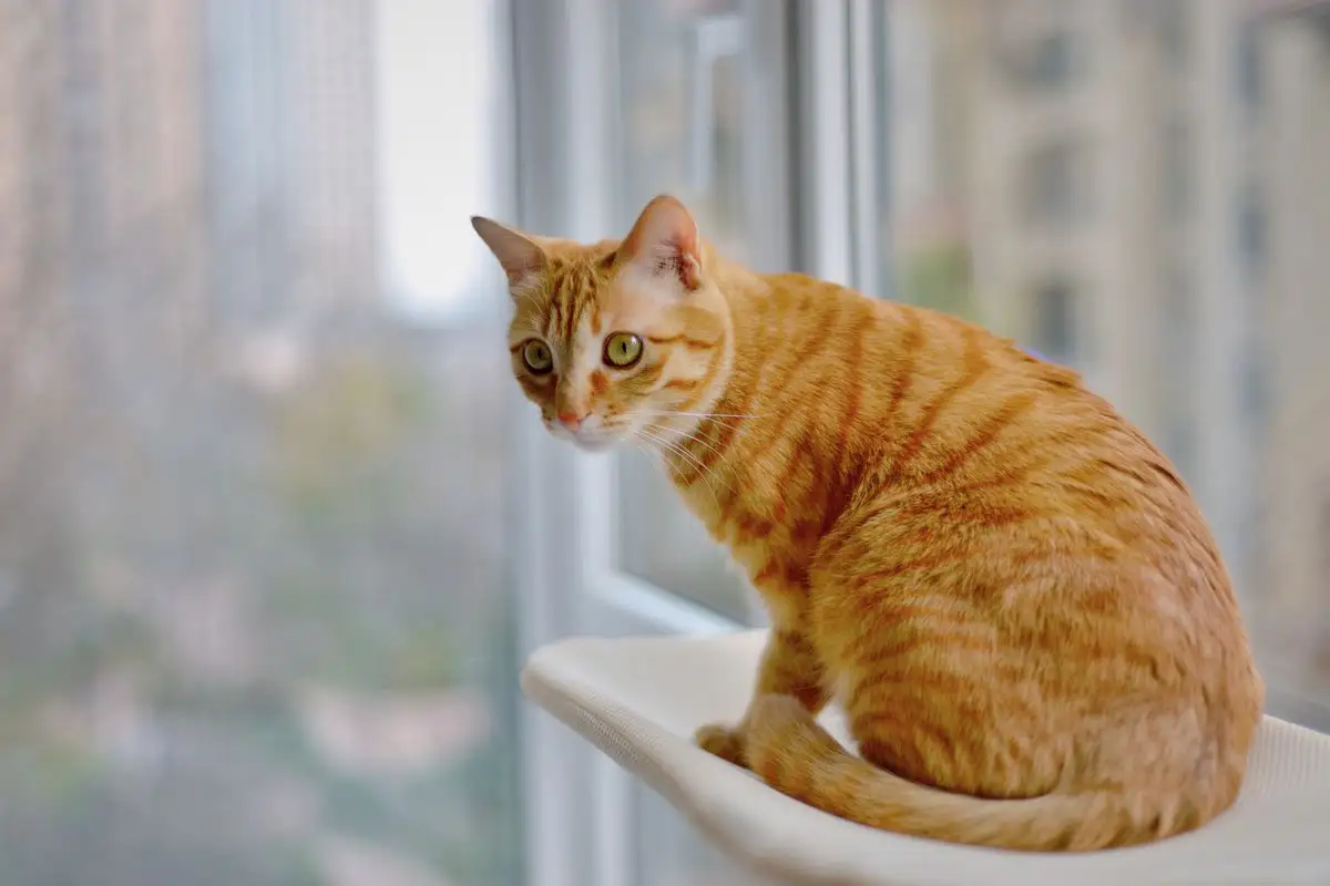 Why Does Your Cat Bite You After Looking Out the Window?